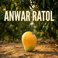 Export quality anwar ratol mango handpicked for gifting in Pakistan