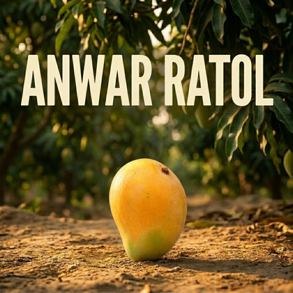 Export quality anwar ratol mango handpicked for gifting in Pakistan