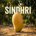 Export quality sindhri mango handpicked for gifting in Pakistan
