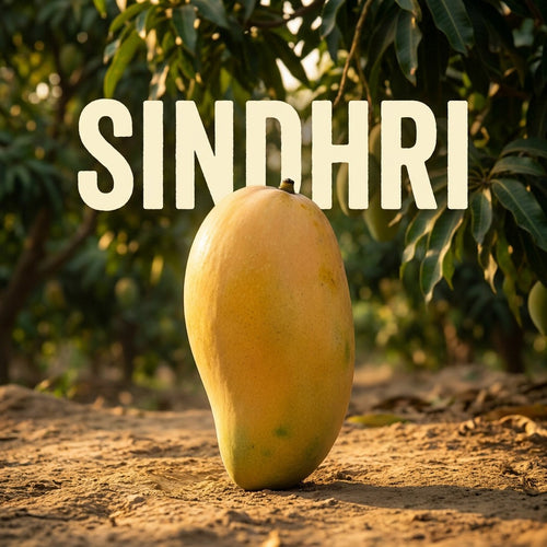 Export quality sindhri mango handpicked for gifting in Pakistan