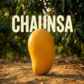 Export quality chaunsa mango handpicked for gifting in Pakistan