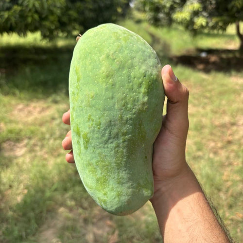 Export grade, farm fresh, king size sindhri mango hand picked