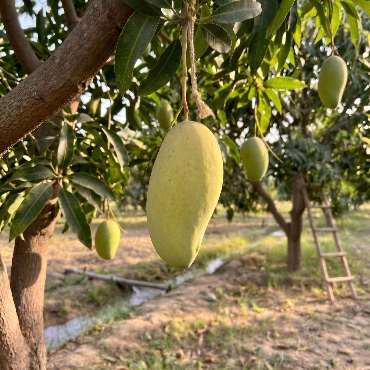 Export grade, farm fresh, king size sindhri mango hand picked